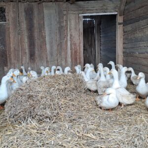 🦆 Domácí kachnička