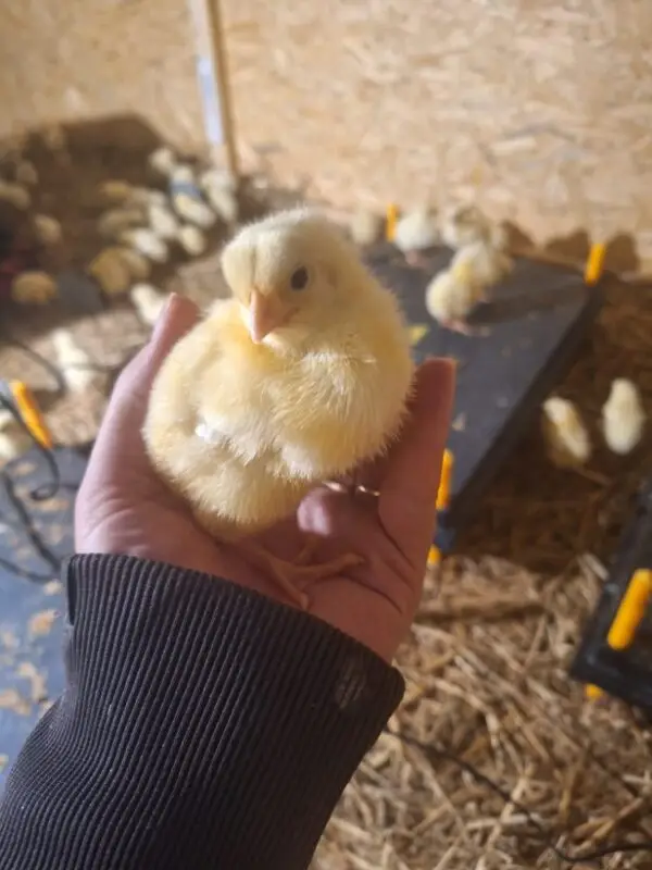 🐔 Kuře chlazené - chov - Janův Statek - Kožlí