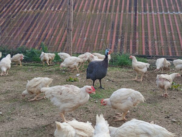 🐔 Kuře chlazené - chov - Janův Statek - Kožlí